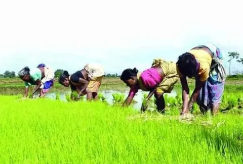 Farmer support schemes Agriculture in Telangana